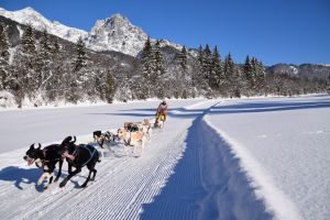 © Mettler: Schlittenhunde in Ihrem Element
